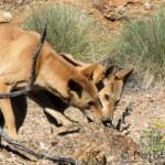 Dingoes (Canis dingo), Nature Theatre, Alice Springs Desert Park