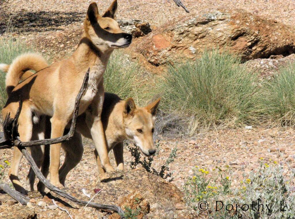 Dingoes (Canis dingo), Nature Theatre, Alice Springs Desert Park