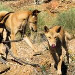 Dingoes (Canis dingo), Nature Theatre, Alice Springs Desert Park