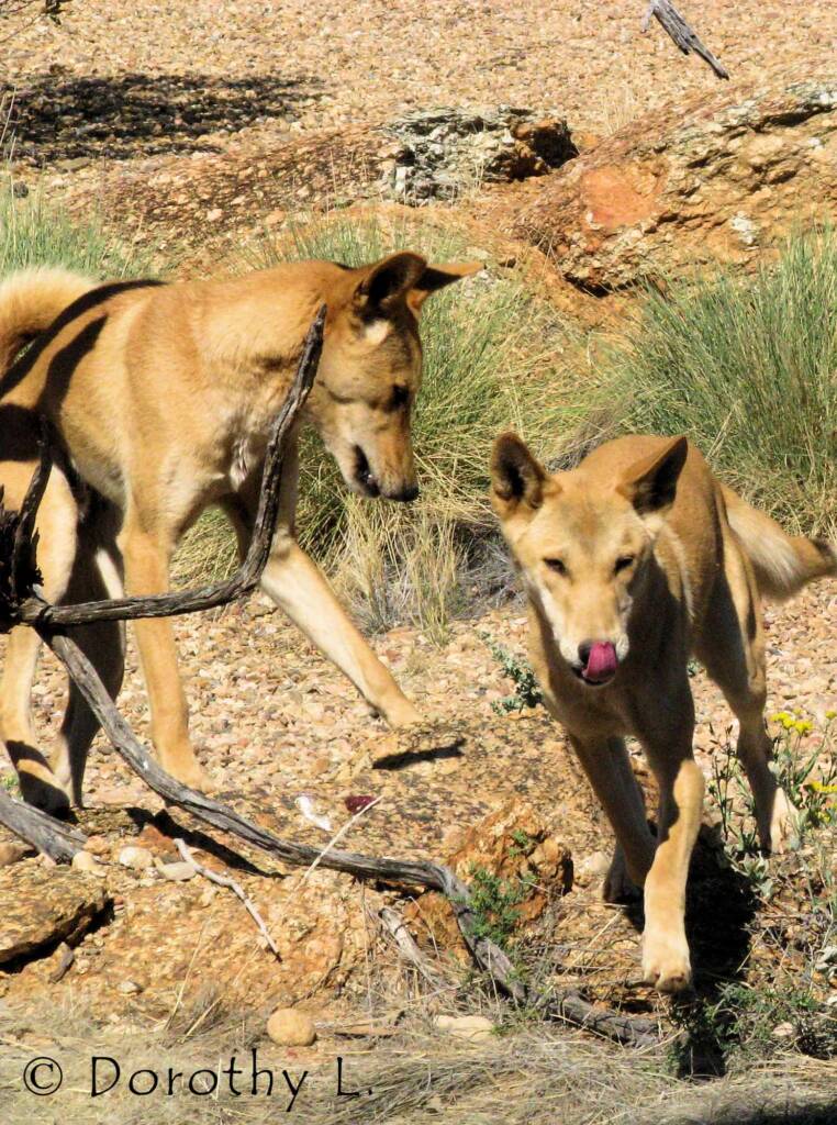 Dingoes (Canis dingo), Nature Theatre, Alice Springs Desert Park