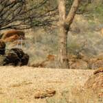 Dingo (Canis dingo), Alice Springs Desert Park