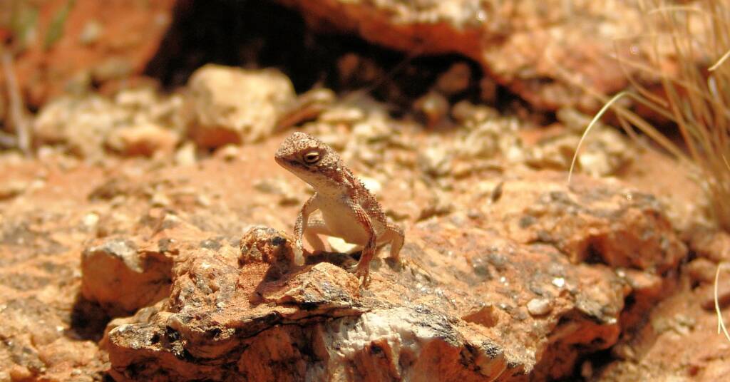 Earless Dragon (Tympanocryptis lineatra centralis), Alice Springs Desert Park