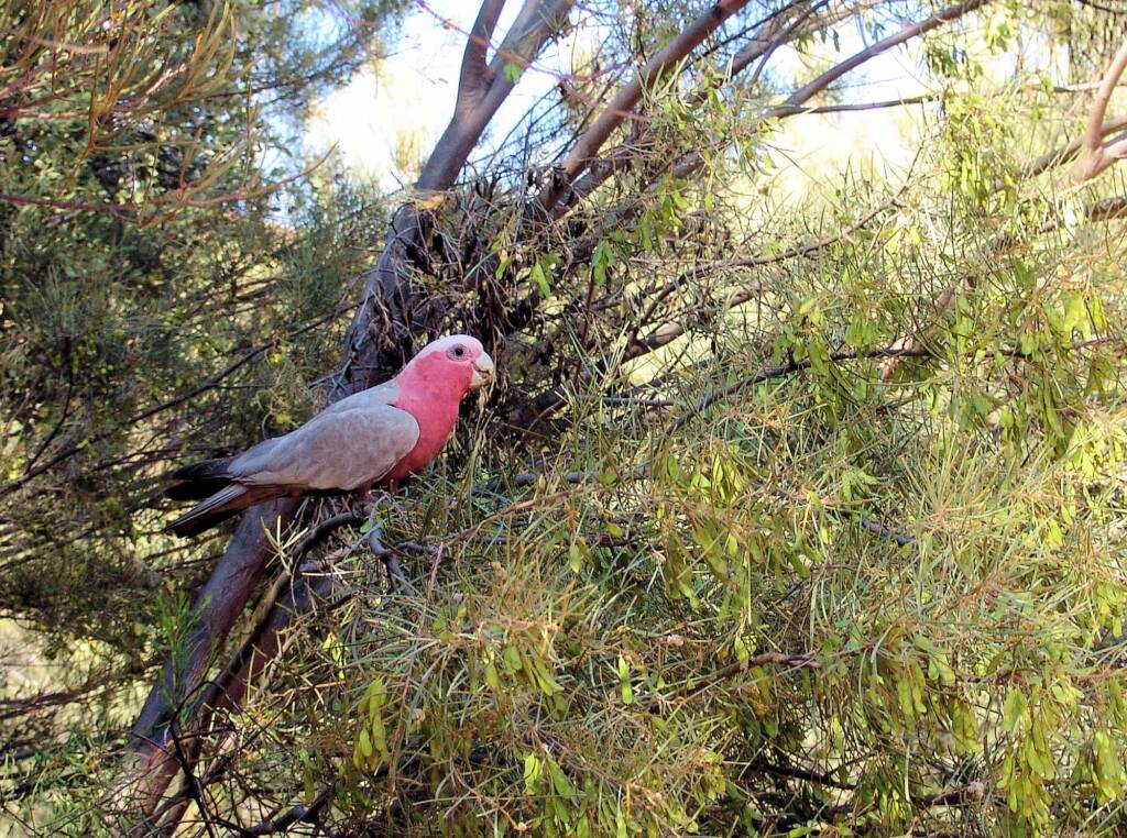 Galah (Eolophus roseicapilla), Alice Springs Desert Park