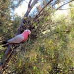 Galah (Eolophus roseicapilla), Alice Springs Desert Park