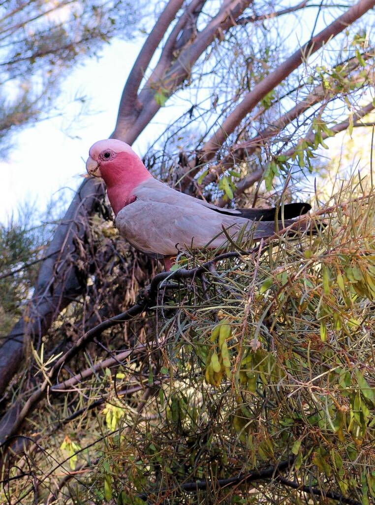 Galah (Eolophus roseicapilla), Alice Springs Desert Park