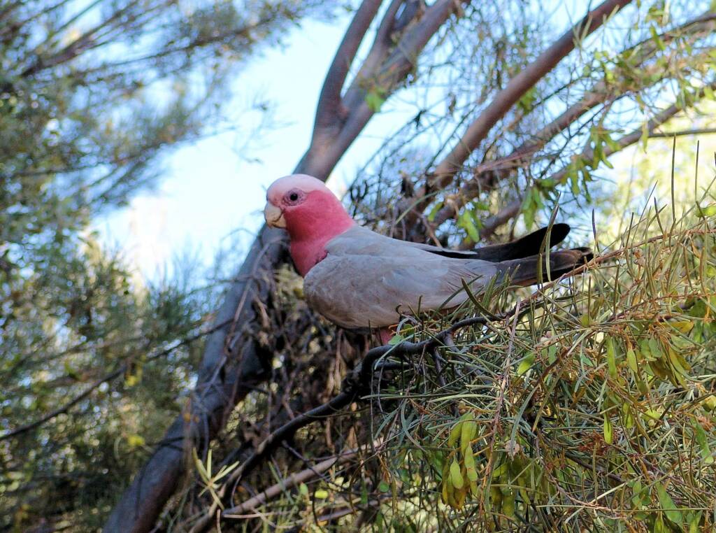 Galah (Eolophus roseicapilla), Alice Springs Desert Park