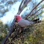 Galah (Eolophus roseicapilla), Alice Springs Desert Park