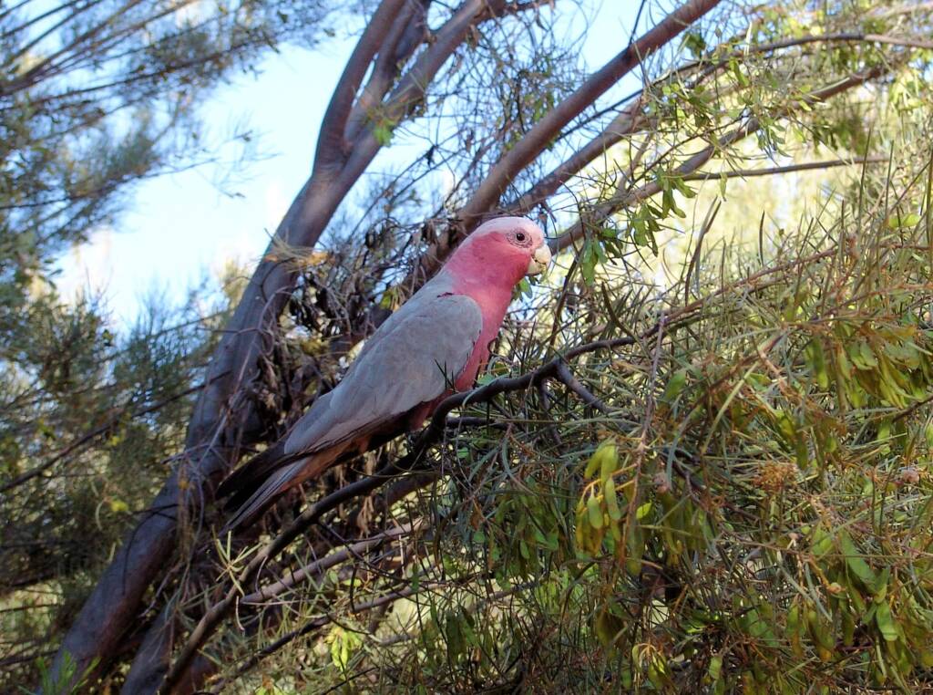 Galah (Eolophus roseicapilla), Alice Springs Desert Park