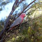 Galah (Eolophus roseicapilla), Alice Springs Desert Park