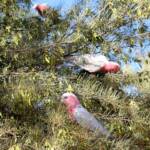 Galah (Eolophus roseicapilla), Alice Springs Desert Park