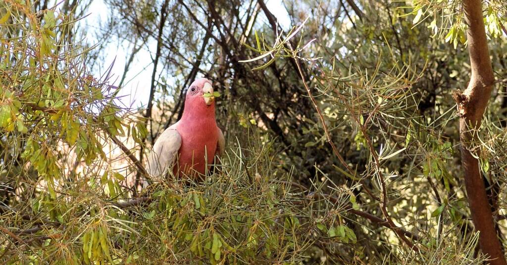 Galah (Eolophus roseicapilla), Alice Springs Desert Park