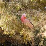 Galah (Eolophus roseicapilla), Alice Springs Desert Park