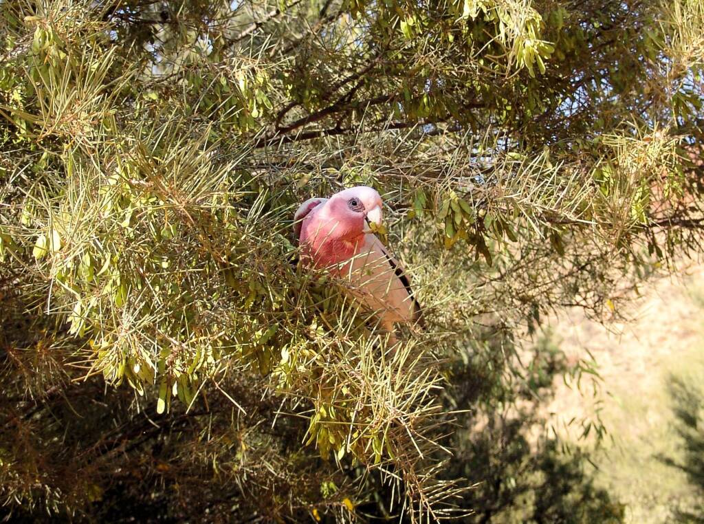 Galah (Eolophus roseicapilla), Alice Springs Desert Park