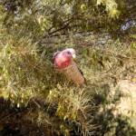 Galah (Eolophus roseicapilla), Alice Springs Desert Park