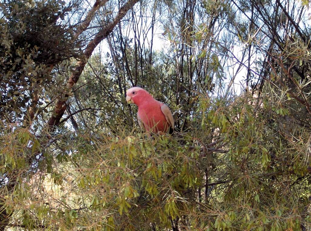 Galah (Eolophus roseicapilla), Alice Springs Desert Park
