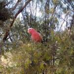 Galah (Eolophus roseicapilla), Alice Springs Desert Park