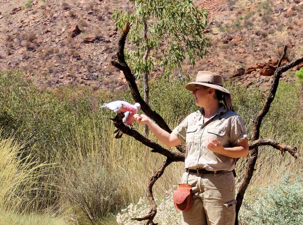 Galah (Eolophus roseicapilla), Alice Springs Desert Park