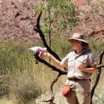 Galah (Eolophus roseicapilla), Alice Springs Desert Park