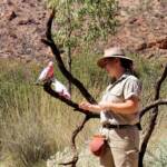 Galah (Eolophus roseicapilla), Alice Springs Desert Park