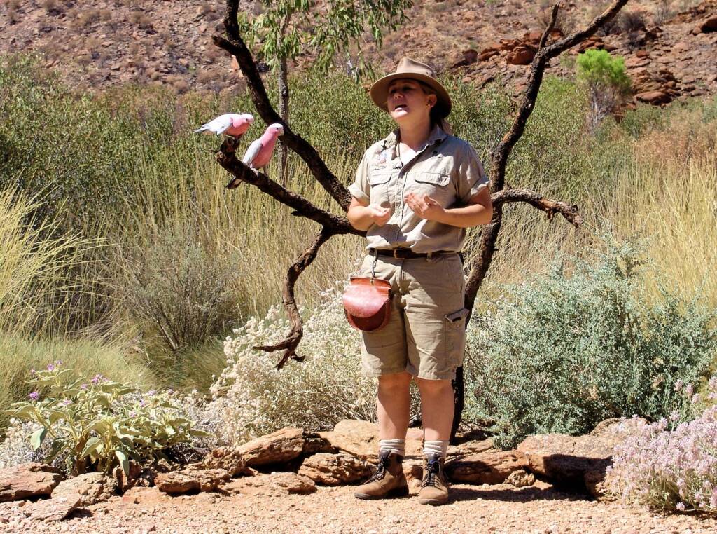 Galah (Eolophus roseicapilla), Alice Springs Desert Park