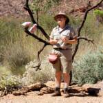Galah (Eolophus roseicapilla), Alice Springs Desert Park