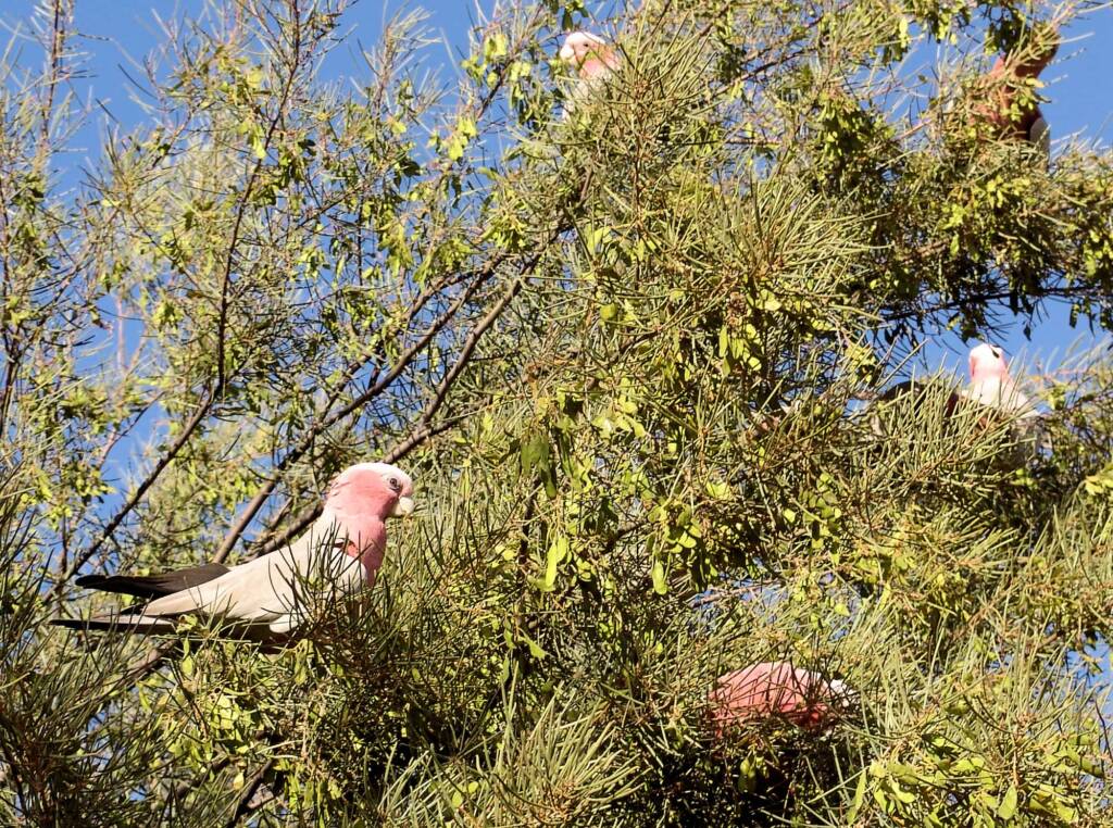 Galah (Eolophus roseicapilla), Alice Springs Desert Park