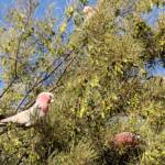 Galah (Eolophus roseicapilla), Alice Springs Desert Park