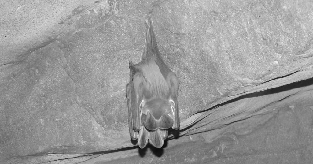 Ghost Bat (Macroderma gigas), Alice Springs Desert Park
