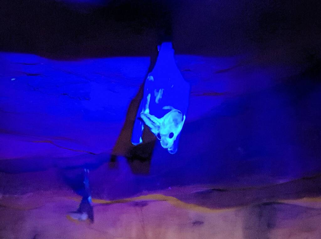Ghost Bat (Macroderma gigas), Alice Springs Desert Park