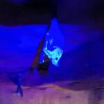 Ghost Bat (Macroderma gigas), Alice Springs Desert Park