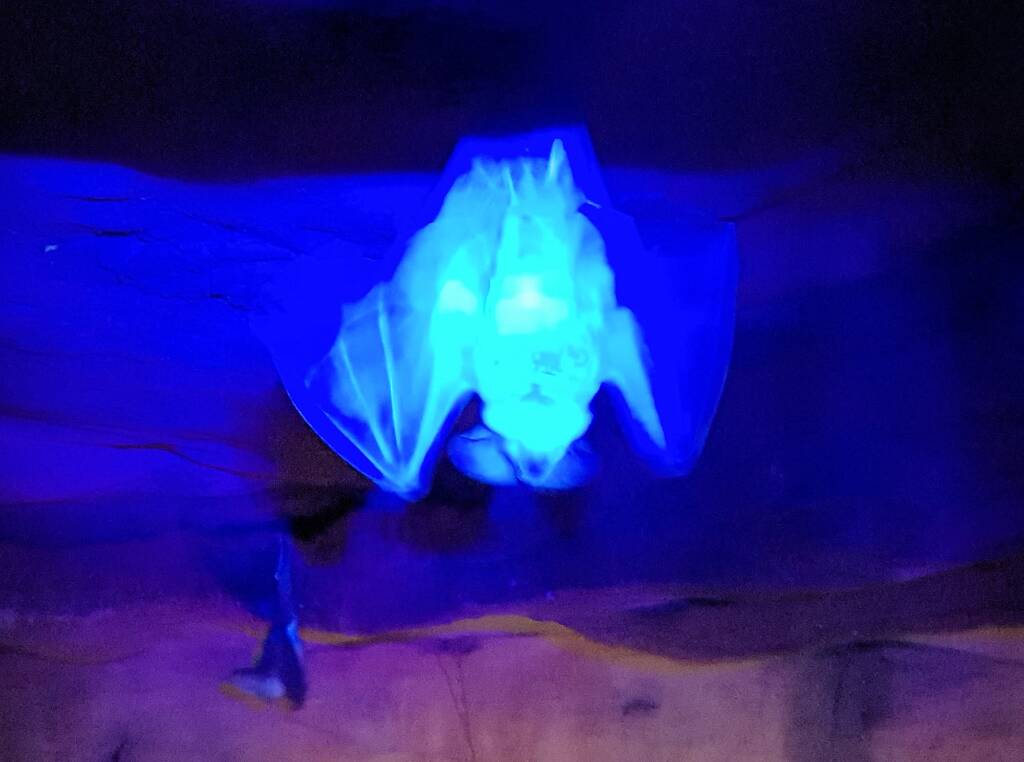 Ghost Bat (Macroderma gigas), Alice Springs Desert Park