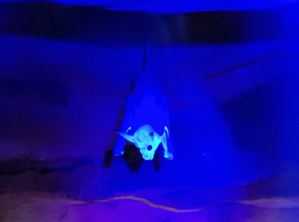 Ghost Bat (Macroderma gigas), Alice Springs Desert Park