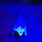 Ghost Bat (Macroderma gigas), Alice Springs Desert Park