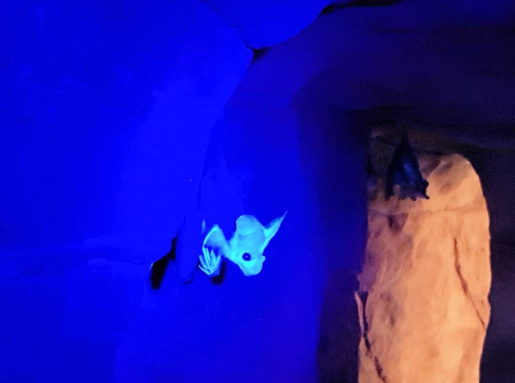 Ghost Bat (Macroderma gigas), Alice Springs Desert Park