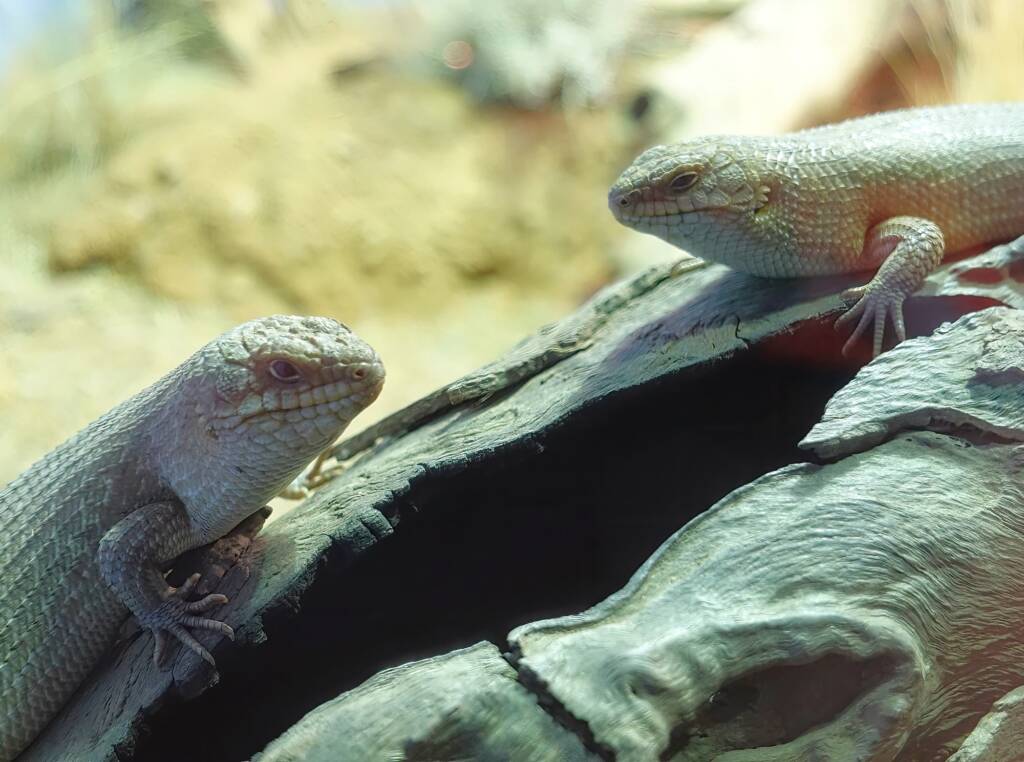 Gidgee Skink (Egernia stokesii), Alice Springs Desert Park