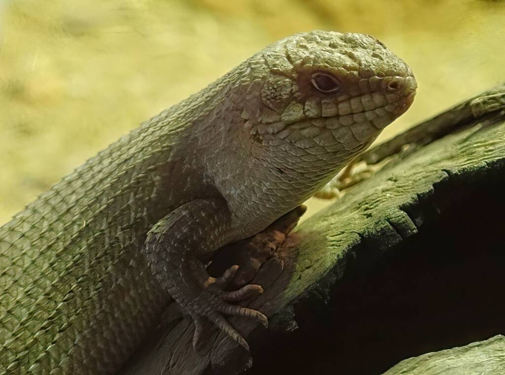 Gidgee Skink (Egernia stokesii), Alice Springs Desert Park