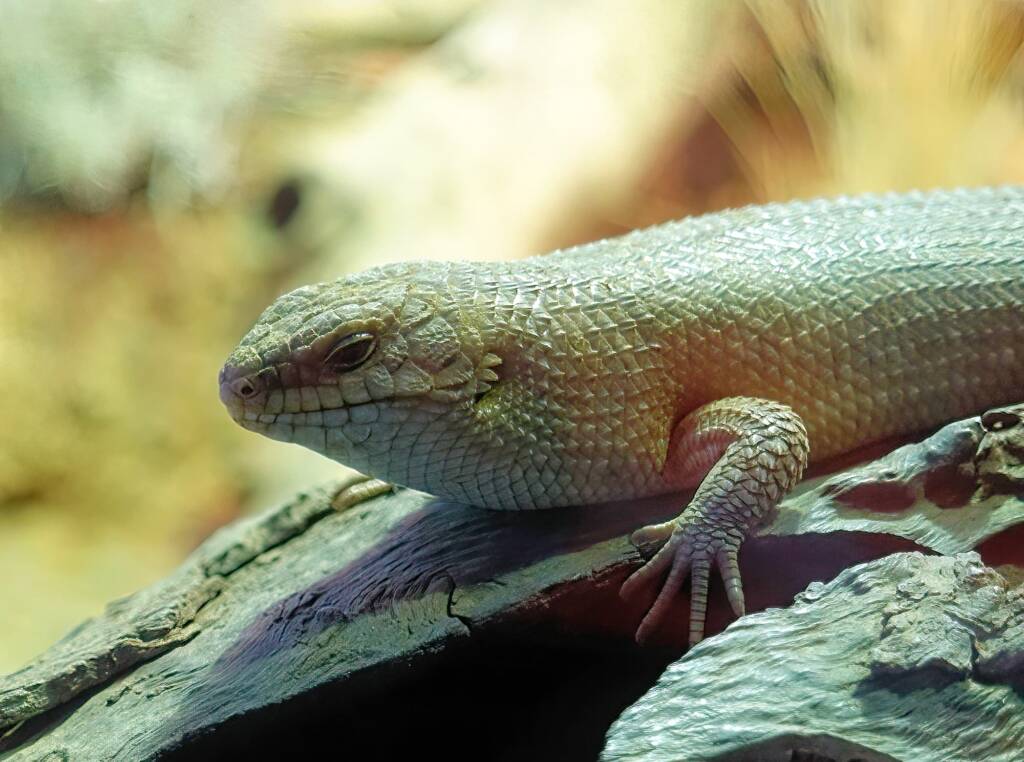 Gidgee Skink (Egernia stokesii), Alice Springs Desert Park