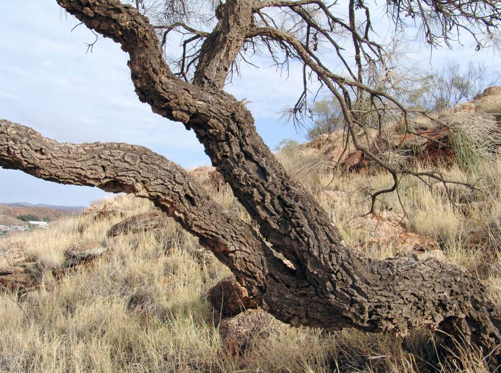 Gnarled Corkwood on Untyeyetwelye - ANZAC Hill, Alice Springs, NT