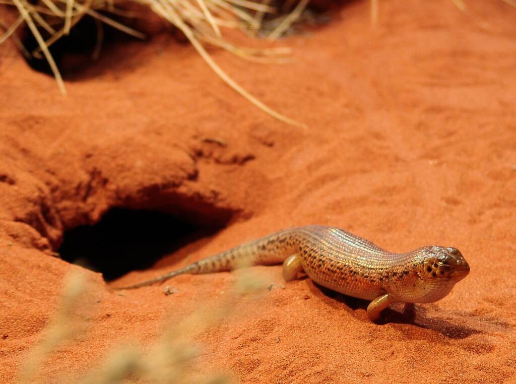Great Desert Skink (Egernia kintorei), Alice Springs Desert Park