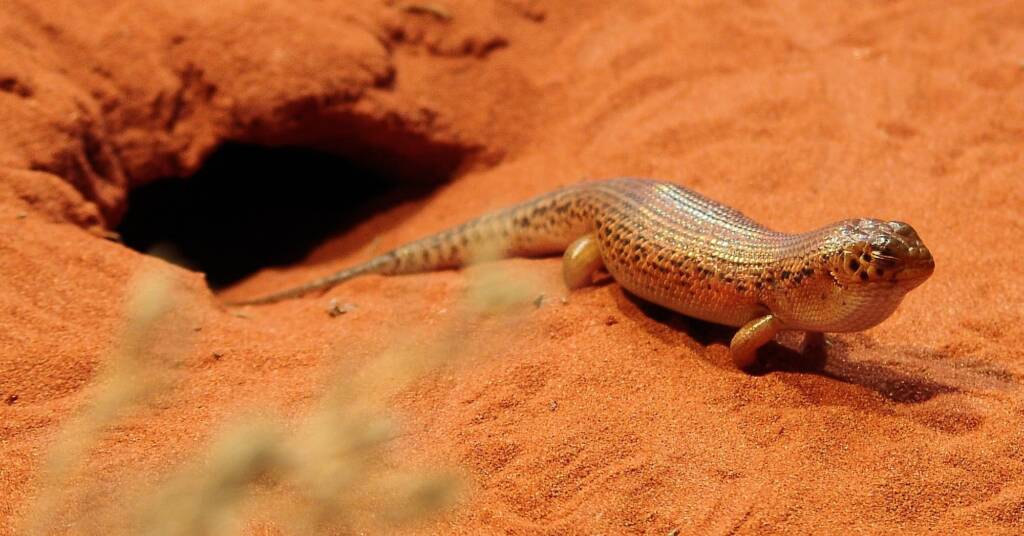 Great Desert Skink (Egernia kintorei), Alice Springs Desert Park