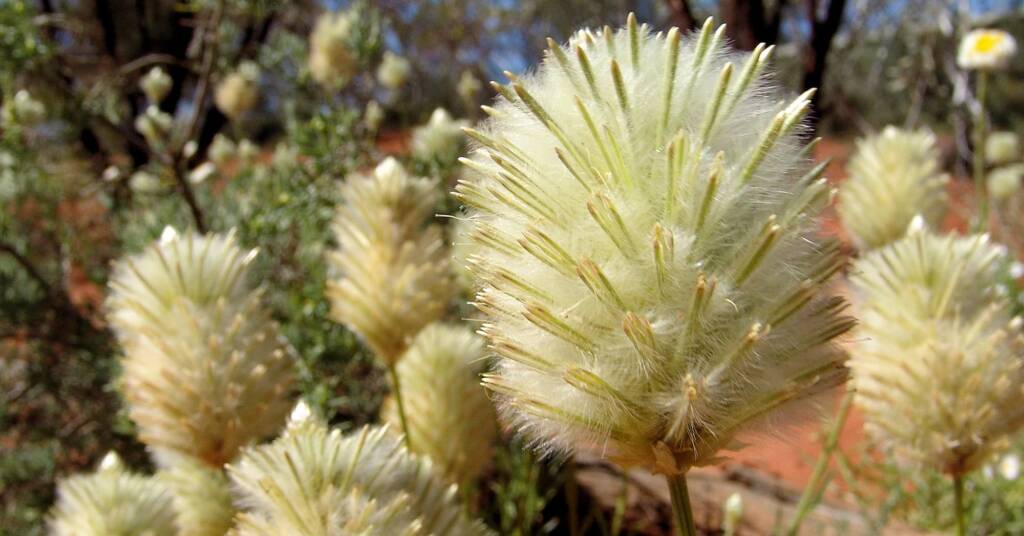 Green Pussytail (Ptilotus macrocephalus), Alice Springs Desert Park