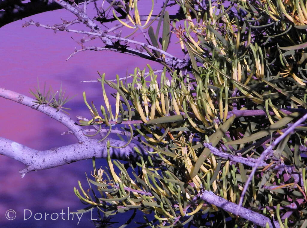 Harlequin Mistletoe Yellow Form (Lysiana exocarpi ssp. exocarpi), Central Australia