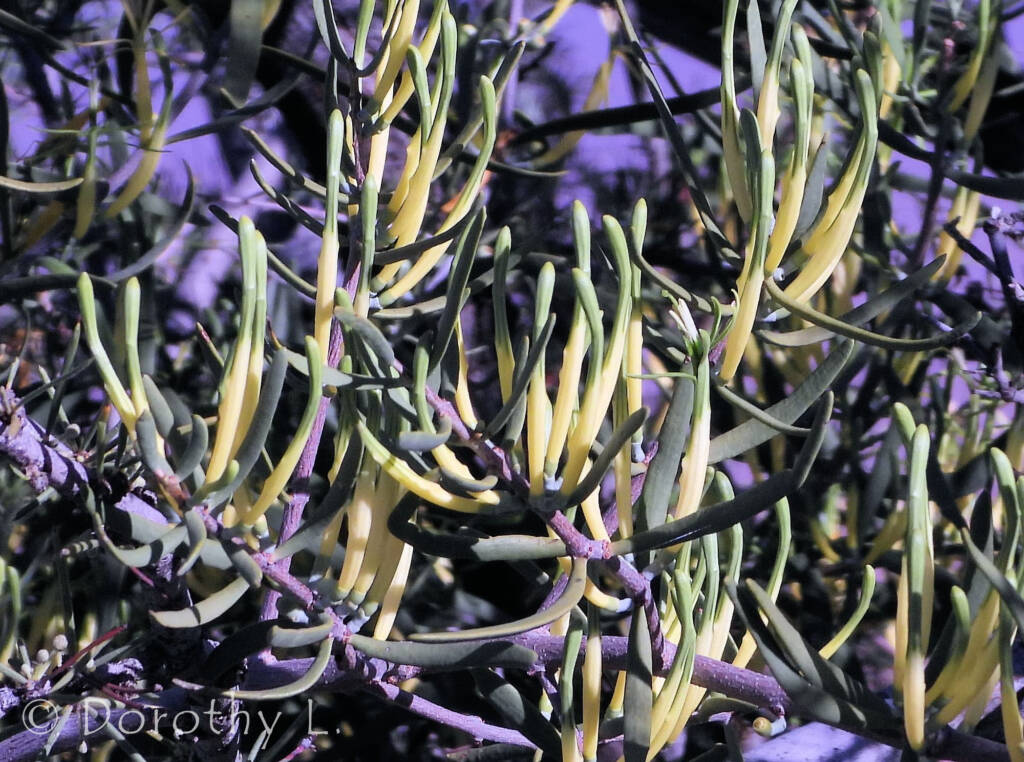 Harlequin Mistletoe Yellow Form (Lysiana exocarpi ssp. exocarpi), Central Australia