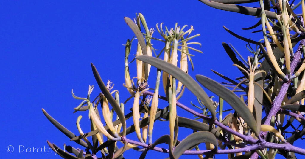 Harlequin Mistletoe Yellow Form (Lysiana exocarpi ssp. exocarpi), Central Australia