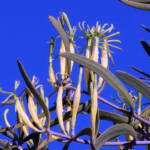 Harlequin Mistletoe Yellow Form (Lysiana exocarpi ssp. exocarpi), Central Australia
