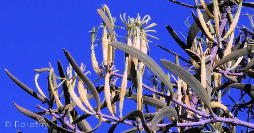 Harlequin Mistletoe Yellow Form (Lysiana exocarpi ssp. exocarpi), Central Australia