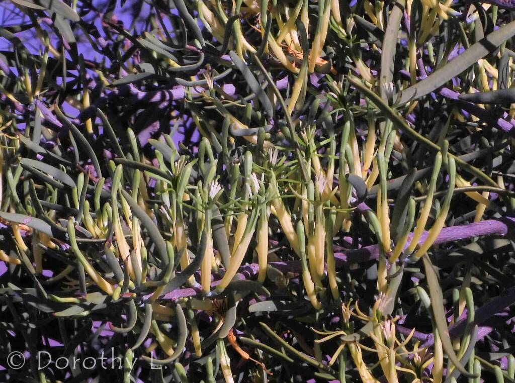 Harlequin Mistletoe Yellow Form (Lysiana exocarpi ssp. exocarpi), Central Australia
