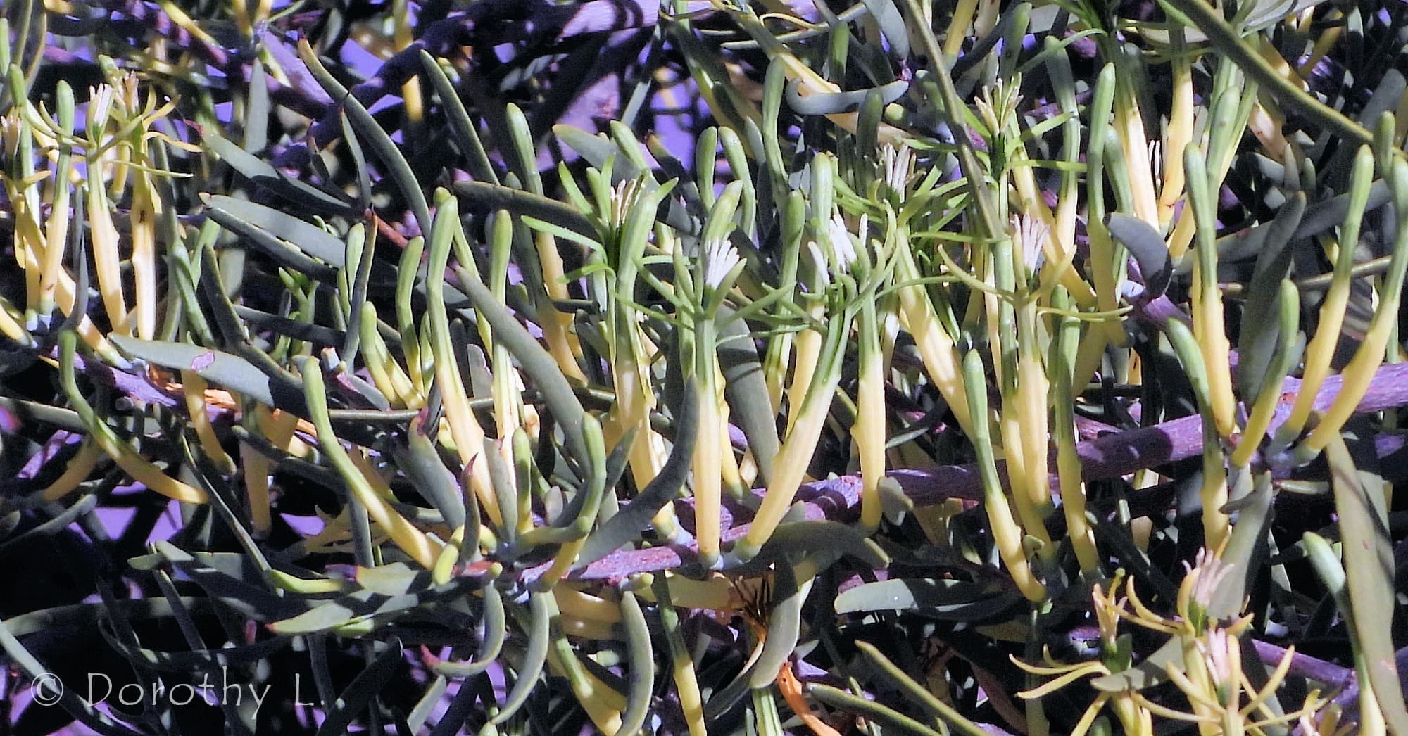 Harlequin Mistletoe Yellow Form (Lysiana exocarpi ssp. exocarpi), Central Australia