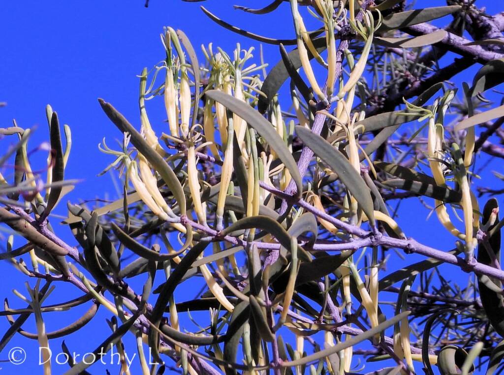 Harlequin Mistletoe Yellow Form (Lysiana exocarpi ssp. exocarpi), Central Australia