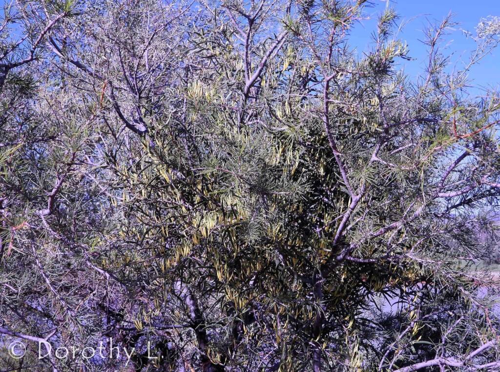 Harlequin Mistletoe Yellow Form (Lysiana exocarpi ssp. exocarpi), Central Australia